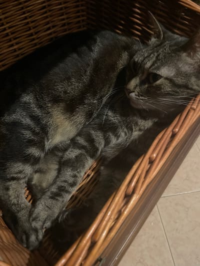 This media file features a domestic cat resting comfortably within a woven basket. The cat, a tabby with dark grey and black stripes, is curled up, its body partially obscured by the basket's structure. Its head is turned, with its face and whiskers visible, and its eyes are partially closed, suggesting a state of relaxation or sleep. The basket appears to be made of natural wicker or rattan, with a warm, brown tone. It is positioned on a tiled floor, with the tiles visible in the background, indicating an indoor setting. The lighting is dim, casting shadows and highlighting the textures of the cat's fur and the basket. The overall mood is peaceful and serene, capturing a moment of quiet repose. There is no visible text in the media file. The location context is Castelfranco di Sotto, Italy.
