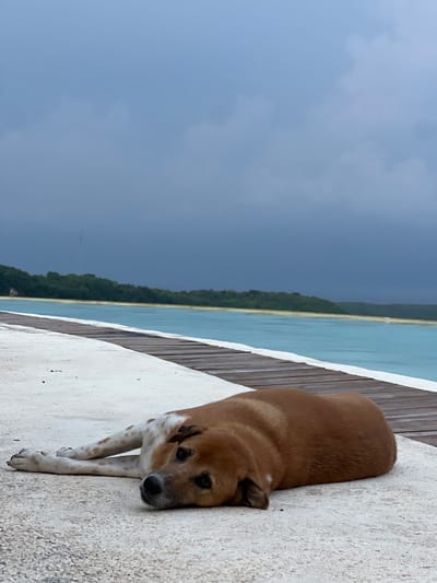 A medium-sized dog, primarily brown with distinct white markings on its left side, lies resting on a light gray concrete surface in Sakti, Indonesia. The dog's head is flat on the ground, facing towards the viewer's left, with its front legs extended forward. Parallel to the concrete, a dark brown wooden boardwalk extends into the background, bordering a body of vibrantly turquoise-colored water. Across this water, a lush green, forested landmass forms the distant shoreline under a heavily overcast, dark gray sky. No other individuals or objects are present, and the dog is static, engaged solely in resting.
