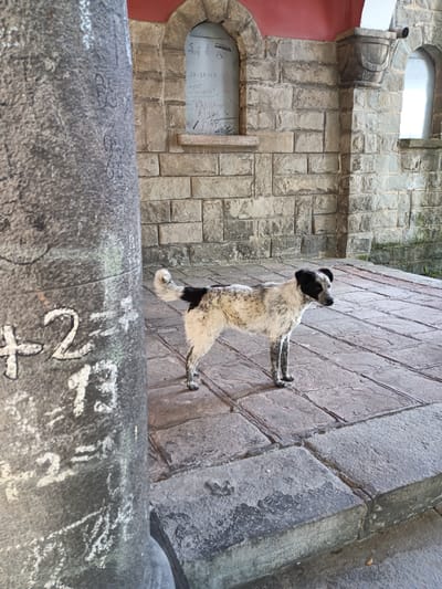 A medium-sized, mixed-breed dog with black and white patches stands on a stone-tiled ground in front of a brick wall. The dog is facing to the right of the frame and its tail is raised. To the left of the dog, a large stone pillar is visible, with white markings that appear to be numbers and symbols. The background consists of a stone wall with arched openings, one of which contains some graffiti. The overall setting suggests an outdoor, possibly public space, in Zlatitsa, Bulgaria.