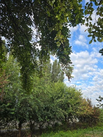 The image captures a view of lush green trees and foliage against a bright blue sky dotted with white, fluffy clouds. The perspective is from below, looking up through the branches of a large tree in the foreground, its leaves creating a natural canopy. In the background, a dense cluster of trees, some appearing taller and more slender, forms a green backdrop. The lower portion of the image shows a thick undergrowth of bushes and greenery, suggesting a natural or park-like setting. The scene is devoid of any human presence or activity. The lighting indicates it is daytime, likely with sunlight filtering through the leaves. This scene is located in Severniy Mayak, Uzbekistan.