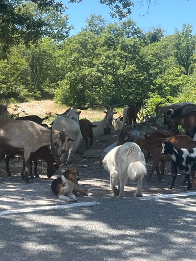 In Kaluđerac, Montenegro, a group of goats and two dogs are gathered near a dirt road and a wooded area. The goats vary in color, including white, brown, and black and white spotted. Some have large horns. A tri-colored dog with brown, black, and white markings is lying on the ground in the foreground, looking towards the right. Behind it, a large white dog with fluffy fur stands. The background consists of lush green trees and a clear blue sky. The scene appears to be a natural, outdoor environment.