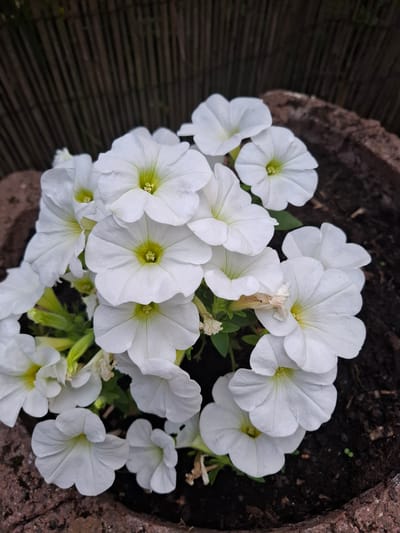 A close-up, eye-level shot captures a cluster of white petunias blooming in a rustic, dark brown planter. The flowers are predominantly white with delicate yellow centers and green stems. The background is a blurred dark brown wooden fence. The scene is set in the garden of a private residence in Pellingen, Germany, suggesting an outdoor setting. The lighting is natural and diffused, highlighting the texture of the petals and the rich dark soil. There are no people or animals present in the image.