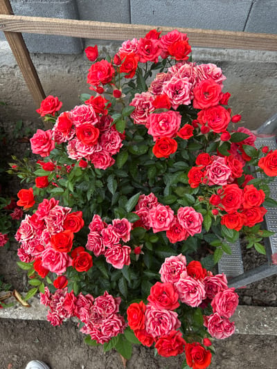 In Gorna Mitropolia, Bulgaria, a close-up, high-angle shot captures a dense cluster of red and pink roses. The roses, varying in bloom and stage, are interspersed with dark green foliage. The scene appears to be in an outdoor urban setting, with a grey concrete wall and a section of rough-hewn wood framing visible in the upper left corner. A silver metal ladder or scaffolding is present on the right side of the image. The ground beneath the roses is a mixture of dirt and some scattered dry leaves. No individuals are visible in the frame. The lighting suggests an overcast or shaded condition.