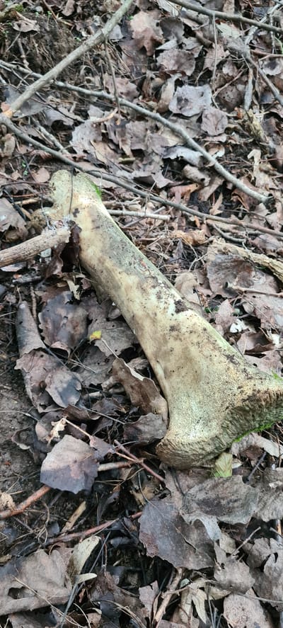 A single, weathered bone, possibly from a large animal, lies partially buried in a layer of fallen leaves and twigs on the forest floor. The bone is creamy white with some greenish discoloration and dirt clinging to its surface. The surrounding environment consists of dry, brown leaves and thin branches. The lighting suggests an outdoor setting, likely a wooded area. No people or specific landmarks are visible, making it impossible to determine a precise location within Laga, Bulgaria.