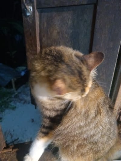 This close-up image captures a tabby cat in a low-light setting, likely at night, in Ban Tai, Thailand. The cat, with prominent brown, grey, and black striped fur and a white chest and front paw, is the primary subject. Its head and face are blurred due to movement during the photograph, obscuring its features.
The cat is positioned in front of or next to a dark, vertical structure that appears to be made of weathered wood or rusted metal, possibly a door frame or a post. The background is very dark and out of focus, suggesting an outdoor environment at nighttime. Hints of dark foliage and ground are vaguely visible in the deep background. The overall lighting implies artificial illumination on the cat against a dimly lit environment. There is no visible text in the image.
