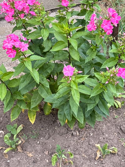 The image shows a close-up, top-down view of a blooming plant with bright pink flowers and lush green leaves. The plant appears to be growing in a garden bed next to dry, patchy soil. There are also some smaller, less healthy-looking plants or weeds scattered in the soil. The scene is illuminated by natural light, suggesting it's daytime, and the overall impression is of a slightly overcast or diffused lighting condition, as there are no harsh shadows. The presence of the dry soil and wilting plants could indicate a warm or dry spell. The setting is likely a residential garden. No people are visible, and no text is present in the image. The plant's vibrant colors contrast with the muted tones of the soil, drawing attention to the flowers and foliage.
