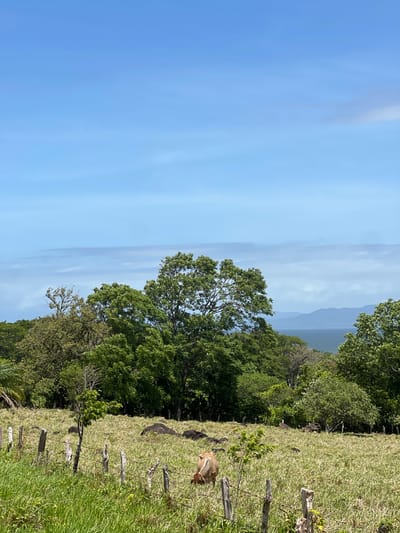 This media file depicts a scenic landscape with a clear blue sky dominating the left side of the frame. The sky is mostly cloudless, with faint, wispy white streaks that suggest movement or light atmospheric conditions.
On the right side, a lush green hillside slopes upwards, covered in vibrant grass and dotted with various trees. The trees are dense and leafy, with shades of green ranging from light to dark. In the background, beyond the trees and the hillside, a body of water can be seen, possibly a lake or the ocean, with faint mountain ranges visible in the distance. The water appears calm, with some ripples or small waves.
A notable detail in the foreground is a light brown animal, possibly a cow or a deer, grazing on the grassy slope. The animal is partially visible, with its rear end and hind legs in focus. A rustic wooden fence runs along the edge of the grassy area, made of weathered posts and wire.
The scene appears to be set during the daytime, with ample natural light illuminating the landscape. The weather seems pleasant and clear. The location context of Altagracia, Nicaragua, suggests a tropical or subtropical environment, consistent with the dense vegetation and the presence of the water body and distant mountains. There is no visible text in the media file. The overall impression is one of tranquility and natural beauty.