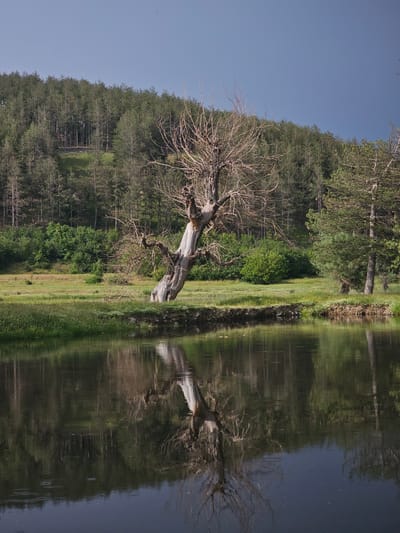 The image shows a landscape with a body of water, likely a lake or a wide river, creating a reflection. A prominent, leafless tree stands on the bank, its bare branches reaching out. The reflection of the tree is visible in the water, as are the reflections of the adjacent forested areas and grassy shore. The sky is clear blue. The location is near Nikolaevo, Bulgaria.