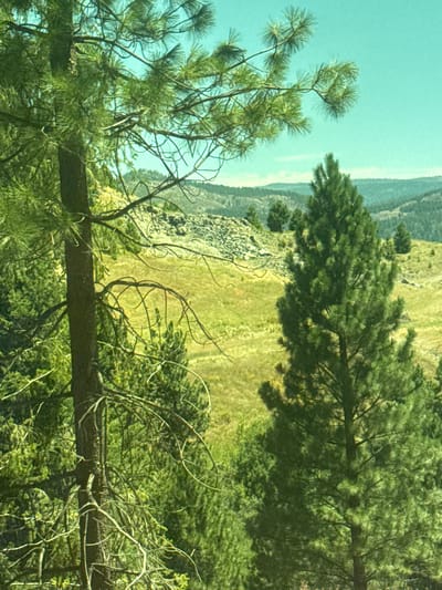 The image depicts a natural landscape, likely in White Hall, United States, dominated by pine trees. The foreground features a prominent pine tree with a dark, textured trunk and numerous branches covered in green needles. To the right, another large pine tree stands tall, its dense foliage filling a significant portion of the frame. The background reveals rolling hills covered in vegetation and scattered trees, with a clear, pale blue sky overhead. A rocky embankment is visible in the middle ground, suggesting a hilly or mountainous terrain. The lighting appears natural, casting shadows and highlighting the textures of the trees and the landscape. There are no people or man-made structures immediately visible in the scene, emphasizing the natural, rural character of the location.
