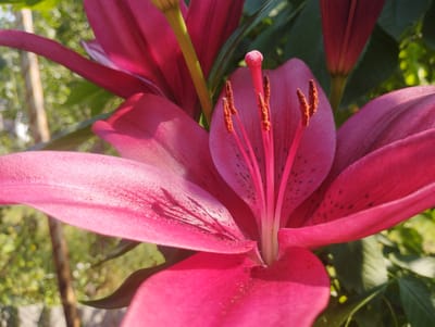 This is a close-up, eye-level, outdoor photograph of a vibrant pink lily flower. The lily is in full bloom, with its petals unfurled, revealing the intricate details of its stamen and pistil. The flower's color is a deep, rich pink, with some petals showing lighter pink hues and dark speckles. The stamens are a contrasting reddish-brown, topped with small, fuzzy anthers.
The background is softly blurred, suggesting a natural, garden-like setting. Hints of green foliage and what appear to be other lily buds or flowers are visible, along with a wooden stake, possibly supporting the plant. The lighting indicates it's a sunny day, with the sunlight casting subtle shadows and highlighting the delicate textures of the flower. The overall impression is one of natural beauty and the flourishing of a garden. The location context provided is Baryshivka, Ukraine. There is no visible text in the image.