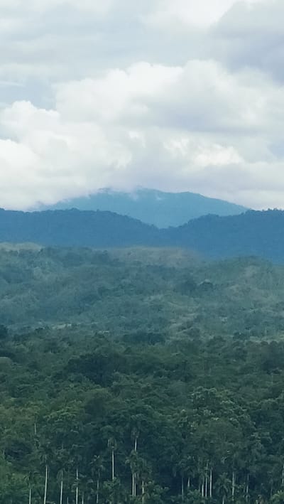 This image captures a vast, verdant landscape, likely a tropical or subtropical region, consistent with the Lonbaroh, Indonesia context. The scene is dominated by multiple layers of forested hills and mountains under a cloudy sky.
In the foreground, a dense canopy of trees is visible, with numerous tall, slender palm trees standing out, their light-colored trunks contrasting with their dark green fronds and the surrounding foliage. These trees indicate a lush, tropical environment.
Moving towards the mid-ground, rolling hills covered in thick, dark green forest extend into the distance. The texture of the canopy suggests a mix of deciduous and evergreen trees, creating a dense, unbroken expanse of vegetation.
In the background, successive ranges of mountains rise, exhibiting atmospheric perspective. The nearest mountains appear a muted blue-green, while the furthest peaks are a distinct hazy blue, partially obscured by clouds or atmospheric moisture. The very top of these distant mountains is shrouded in low-hanging clouds, blending with the overcast sky.
The sky is largely covered by white and light grey clouds, indicating an overcast day. There are no clear patches of blue sky, suggesting diffused light conditions. The overall lighting is soft, without harsh shadows.
No specific human activity, objects, or visible text are present in the image. The scene conveys a sense of untouched natural beauty, vastness, and tranquility. The abundance of dense forest and prominent palm trees strongly supports the provided location context of Indonesia.