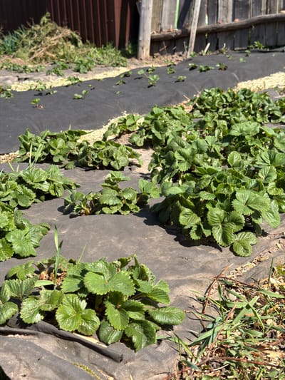 The image shows a garden bed in Ol'khovo, Russia. Rows of strawberry plants are growing through slits in black weed barrier fabric. Small pebbles or gravel are visible along the edges of the fabric. A wooden fence is partially visible on the left side of the image. There are patches of grass and other vegetation growing along the edges of the weed barrier. The image is taken in daylight.