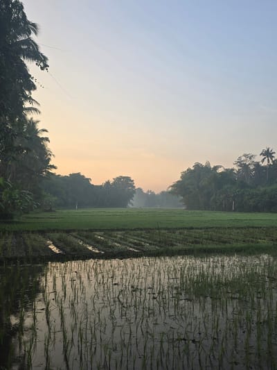 The image depicts a lush, green rice paddy field at dawn near Borobudur, Indonesia. The sky transitions from pale blue to a faint yellow-orange at the horizon, partially obscured by a misty forest in the background. The rice paddies are partially filled with water, creating reflections of the sky and surrounding vegetation. Young rice plants are planted in neat rows across the flooded fields. The foreground features dense tropical foliage, including palm trees. A tall coconut tree stands out in the center of the background.