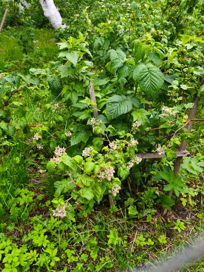 The image shows a close-up view of a raspberry bush with developing fruits and some blossoms, situated in a garden setting. The bush is lush and green, with several branches supported by wooden stakes. The ground around the bush is covered in grass and other low-lying green plants. In the background, a whitewashed tree trunk is visible, along with more greenery, suggesting a natural or cultivated outdoor environment. There are no people or animals present in the image. The overall scene depicts a healthy, growing plant in what appears to be a rural or suburban garden. The location is identified as Brodi, Latvia.