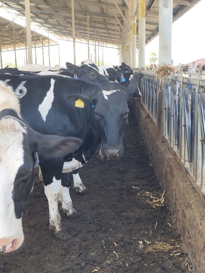 In a cattle pen at Yoav Regional Council, Israel, several black and white Holstein cows are standing in muddy conditions under a covered structure. The cows are facing various directions, with some appearing to be looking towards the camera. One cow in the foreground has a yellow tag with numbers and letters on its ear. The pen features a concrete trough and metal railings. The ground is covered in mud and some scattered straw.