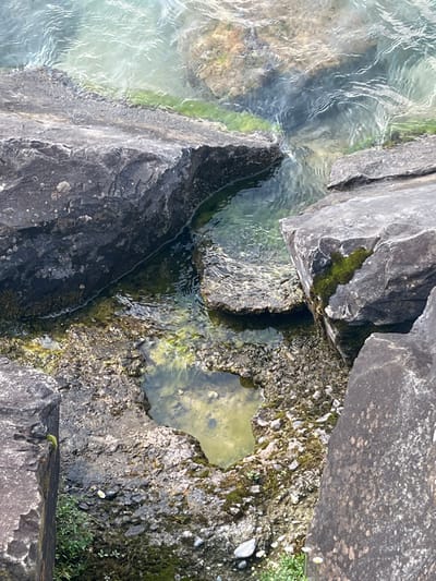 The scene depicts a rocky shoreline along Lake Thun, Switzerland. Large, irregularly shaped dark gray boulders form the immediate edge of the water and extend into the shallow areas. The water is clear, light greenish-blue, and exhibits surface ripples. Submerged sections of the rocks and the water line are covered with bright green algae and moss. Between the primary boulders, smaller, still pools of water reveal a light-colored, sandy-gravel bottom with sparse green aquatic vegetation and scattered pebbles. Terrestrial patches among the rocks contain minimal green foliage and small white-petaled flowers. No human or animal subjects are present.