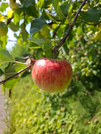 An apple is shown hanging from a tree branch. The apple is red and yellow with some green. It is in focus in the foreground, while the background of green leaves and trees is blurred. The location is outdoors in Eschenbach, Switzerland.