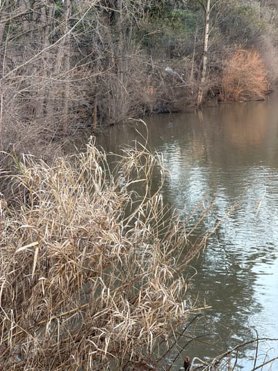 The image depicts a waterside scene in Peso da Régua, Portugal, during a non-growing season. The foreground and lower-left quadrant are dominated by a dense cluster of dry, light brown, tall grasses or reeds. The midground features a body of murky, greenish-brown water exhibiting subtle surface ripples. The far bank, situated approximately 15-20 meters across the water, is densely covered with leafless deciduous trees and shrubs, appearing predominantly gray and dark brown. A distinctive patch of reddish-orange bare shrubs is visible on the far right section of this bank. Centrally located within the bare branches of a tree or large shrub on the far bank, an elongated, light gray object, consistent with fabric or plastic debris, is visibly entangled. A slender, dark, vertical post or branch extends from the water near the far bank, positioned slightly to the left of the image's center.