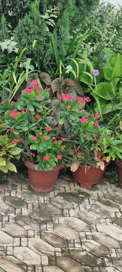 The image depicts a vibrant garden scene, likely in Ijaiye, Nigeria, featuring a lush collection of potted plants arranged on a patterned stone paver pathway. In the foreground, a large, reddish-brown pot contains a thriving Crown of Thorns plant, its green, succulent leaves adorned with clusters of small, bright pink flowers. Thorns are visible on its woody stems. To its right, another similar pot holds a different arrangement of plants with reddish and green foliage.
Behind the Crown of Thorns, a plant with large, dark, textured leaves adds depth and contrast to the scene. Various other plants, including tall, spiky green foliage and plants with variegated leaves, create a dense, layered backdrop. Smaller, delicate purple and white flowers are scattered throughout the garden, adding pops of color against the predominantly green and pink palette. The pathway is constructed from interlocking stone pavers in a repeating geometric pattern, showing signs of weathering and occasional moss growth, suggesting an outdoor environment. The overall impression is one of a well-maintained, colorful, and diverse garden space.
