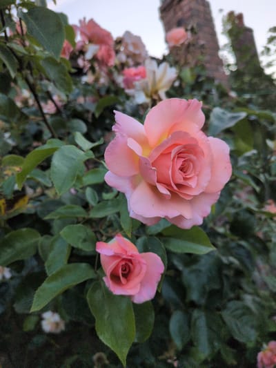 A close-up shot focuses on two pink roses blooming amongst dark green foliage. The larger rose, positioned prominently in the foreground and slightly to the left, displays delicate, layered petals with a soft peach hue towards its center. To its right and slightly behind, a smaller, unopened rosebud echoes the same pink coloration. The background is a blur of green leaves and other out-of-focus pink flowers, suggesting a garden setting. The lighting appears soft, possibly indicating early morning or late afternoon, and the overall atmosphere is serene and natural. A blurred structure, possibly a brick wall, is visible in the upper left corner, adding a subtle hint of the surroundings. No text is visible in the image.