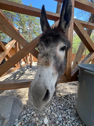 An eye-level medium shot captures a close-up of a donkey's face as it peeks through a wooden fence. The donkey has dark, shaggy fur around its ears and forehead, with lighter gray fur on its muzzle and cheeks. Its large, dark eyes are visible, and its nose is pointed towards the camera. The fence, made of rough-hewn wooden planks and posts, forms a diagonal line across the frame. Behind the fence, the ground is covered in small, gray stones and gravel. In the background, tall pine trees with green needles reach towards a bright blue sky with a few wispy white clouds. The scene appears to be outdoors in a rural or park-like setting. The image was taken in the city of Terskol, Russia.