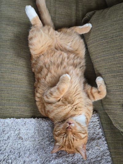 The image shows an orange tabby cat lying on its back on a sofa with a gray rug next to it. The cat is relaxed, with its eyes closed and paws in the air. The sofa is a dark olive green color with a textured fabric. The rug is a shaggy, light gray material. The background is out of focus, but it appears to be an indoor setting. The lighting suggests it is daytime. The cat's fur is a warm orange color with darker tabby stripes. It has white paws and a white chest. The overall mood of the image is peaceful and relaxed.
