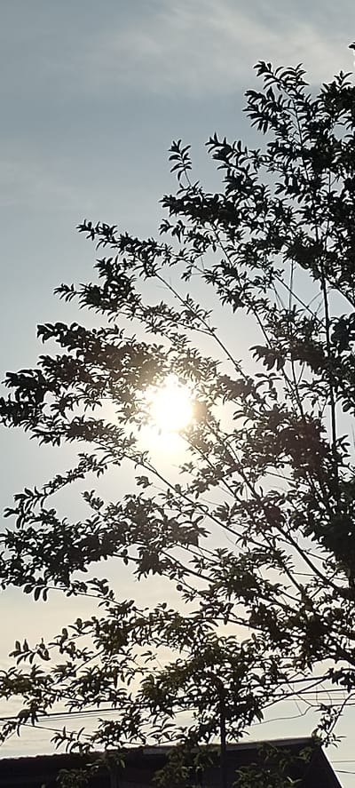 The image shows a tree with dark leaves silhouetted against a bright sky. The sun is visible through the branches, casting a bright glow and creating lens flare. The sky is light blue with some wispy clouds. The lower part of the image shows a dark, flat surface that could be a roof, and some other foliage below. The scene appears to be outdoors, likely in a natural setting, possibly with some human-made structures in the background. The bright sun suggests it is daytime, likely late afternoon or early morning due to the angle and intensity of the light. There is no visible text in the image. The overall mood is peaceful and serene, with the natural beauty of the tree and sunlight being the focus.