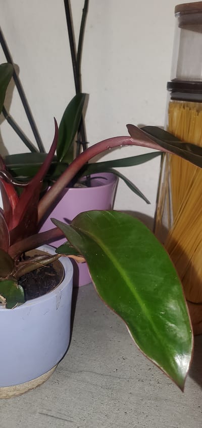 The image displays an indoor scene featuring several houseplants. In the foreground, a large, glossy green leaf with a dark red edge extends towards the viewer. It appears to be part of a plant in a light blue pot, which is adorned with a woven base. Behind this plant, a new, deep red leaf unfurls from a reddish stem. This stem arches upwards, with small droplets of water visible on its surface. Further back, another plant with dark green leaves is housed in a lavender pot. To the right of the plants, a tall, clear glass jar filled with uncooked spaghetti stands upright against a plain white wall. The lighting is dim, casting shadows and highlighting the glossy surfaces of the plants. The scene is set on a textured, gray surface, possibly a countertop or shelf. The specific location in Sasbach, Germany is not determinable from the visual information provided. There are no people or animals present in the image.