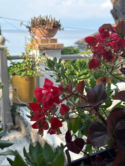 This is a close-up, vertically oriented photograph of a hanging potted plant with bright red flowers and dark reddish-brown leaves. The plant is situated outdoors, possibly on a balcony or patio, given the presence of what appears to be a white railing or wall in the background, and a glimpse of a building structure. The background is blurred, but hints at an outdoor setting with a bright sky on the left, suggesting daytime. The focus is on the delicate details of the plant, with some flowers in full bloom and others appearing wilted or dried, along with the textured leaves. The depth of field is shallow, creating a soft bokeh effect for the background elements. There are no people visible in the image. The scene appears calm and natural, capturing a moment of botanical beauty.