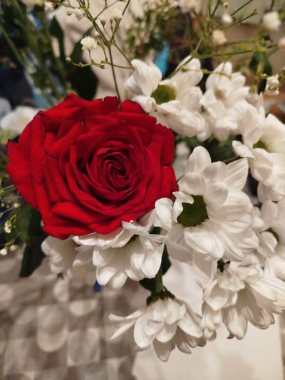 A close-up, high-angle shot captures a bouquet of flowers against a softly blurred background. The primary subject is a vibrant red rose positioned on the left side, its velvety petals tightly furled towards the center. Surrounding the rose are numerous white daisy-like flowers, their petals fanning outwards. Delicate sprigs of tiny white flowers, possibly baby's breath, add a touch of lightness to the arrangement, interspersed with green foliage. The bouquet rests on a surface with a checkered pattern, hinting at a tablecloth or similar textile. The lighting is soft, creating a slightly diffused effect and highlighting the textures of the flowers. The overall impression is one of natural beauty and delicate arrangement. There is no identifiable location in the city of Borken, Germany, or any people present in the image.