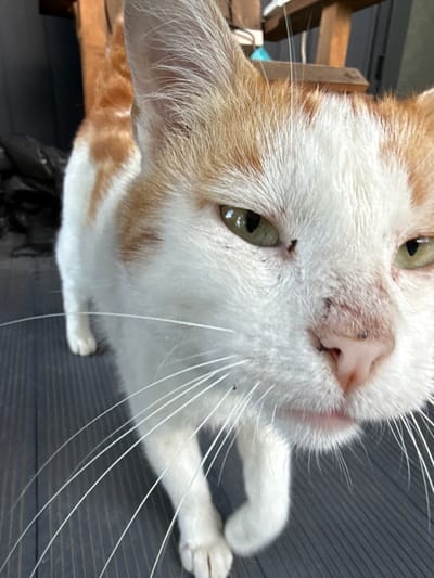 A close-up, low-angle shot shows the head and front paws of a white and orange domestic cat. The cat is facing the camera, with its left eye slightly squinted. Its nose is pink and appears somewhat scabby, with dark specks on its muzzle. The cat has long, white whiskers that fan out widely. A small black insect is visible on the cat's forehead, above its right eye. The cat's fur is short and appears slightly matted in places. The background consists of a dark gray, slatted surface, possibly a deck or porch, and a blurry wooden structure. The lighting is bright, creating highlights on the cat's fur and whiskers. The image does not contain any identifiable elements related to the city of Sis, Azerbaijan.