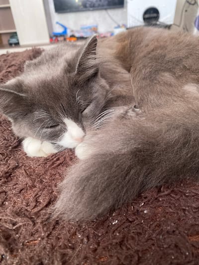 A close-up, eye-level shot shows a grey and white cat sleeping on a brown, textured blanket. The cat is curled up, with its head resting on its paws. Its eyes are closed, and its fur is fluffy. The blanket appears to be made of a soft, shaggy material, possibly a rug or throw. The background is out of focus, but appears to be an indoor setting with some shelves and toys visible. The overall impression is one of peaceful slumber.