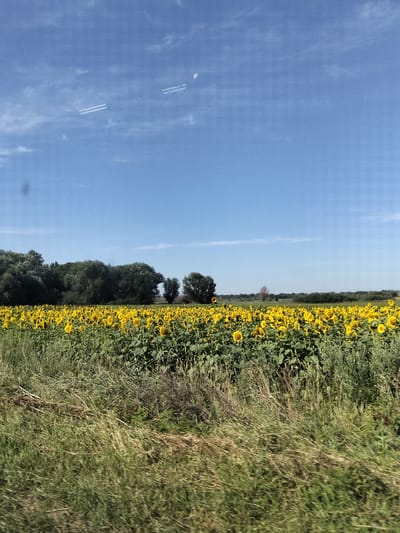 This is a horizontal, eye-level, full-shot photograph of a vibrant field of sunflowers stretching towards a distant line of trees under a clear blue sky. The sunflowers are in full bloom, with their distinctive yellow petals and dark centers, creating a dense, golden carpet that occupies the majority of the frame. The foreground is filled with dry, light-brown grass and vegetation, suggesting a summer landscape. The background features a dense, dark green treeline, with varying heights and textures, creating a natural border between the field and the sky. Two faint white contrails are visible high in the sky, indicating the presence of aircraft. The image appears to have been taken from a moving vehicle due to motion blur in the foreground vegetation. The scene is indicative of rural agriculture, specifically sunflower cultivation, and its presence in Myrhorod, Ukraine, suggests a common agricultural practice in the region.