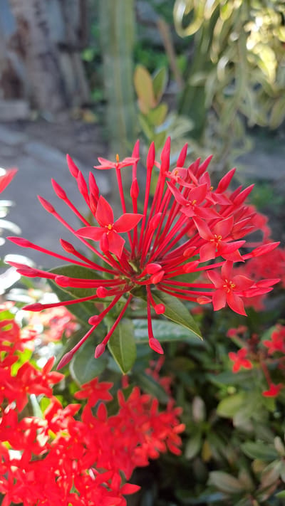 The image displays a close-up view of a cluster of vibrant red flowers, likely Ixora, with multiple small, star-shaped blossoms and numerous unopened buds. The flowers are the primary focus, with their intricate structures and vivid color dominating the frame. Green foliage serves as a backdrop, some leaves being in sharp focus while others are softly blurred. The background is out of focus, suggesting a natural outdoor setting such as a garden or park. The lighting appears to be natural, likely sunlight, casting gentle highlights and shadows on the petals and leaves. The overall impression is one of natural beauty and delicate detail. The image was taken in the city of Bireuenmeunasahdayah, Indonesia.