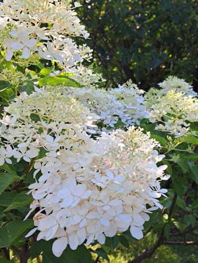In Kalinka, Russia, a close-up, sunlit photograph captures a dense cluster of white hydrangeas. The flowers are in full bloom, with numerous small, delicate petals forming cone-shaped inflorescences. Some flowers are fully open and bright white, while others are still in bud, appearing a pale green or yellowish hue. The background is softly blurred, showing lush green foliage and the dappled sunlight filtering through trees, suggesting an outdoor garden setting on a bright day. The focus is sharp on the hydrangeas in the foreground, highlighting their texture and the interplay of light and shadow on their petals.