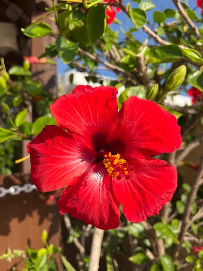 A close-up, eye-level shot focuses on a bright red hibiscus flower in full bloom, its petals unfurling towards the viewer. The flower's center is adorned with yellow stamens and a dark crimson interior. The background is softly blurred, showing green leaves and branches of the hibiscus plant, with hints of a brown wooden structure and a white chain link fence on the left. The sky, a clear blue, is visible in the upper right corner, suggesting an outdoor setting bathed in sunlight. The image does not contain any people, actions, or interactions. The environment appears to be a garden or a private outdoor space, possibly in Calp, Spain, given the typical Mediterranean flora and architecture that can be found in such locations.