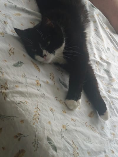 A black and white cat is lying on a white bedsheet with a floral pattern. The cat is on its side, with its front legs stretched out. Its head is turned towards the viewer, and its eyes are partially closed. The cat has white paws and a white chest. The background is a bedsheet with a pattern of small yellow flowers and green leaves. The image is taken from a high angle, looking down at the cat. The location of the image is not specified.