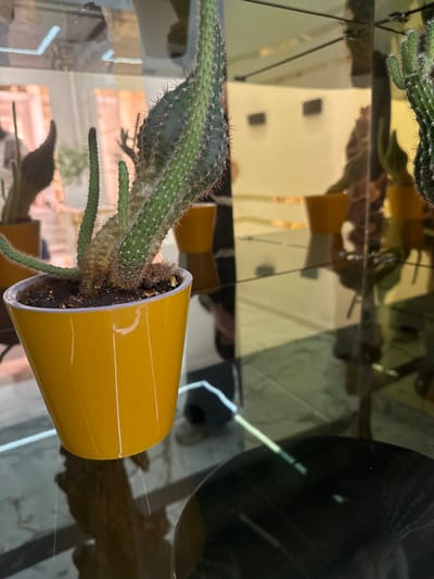 A cactus with long, spiny green arms sits in a mustard-yellow pot. The pot rests on a reflective surface, creating distorted reflections of the plant, a yellow object, and a dark, round item. The background is a mix of light and dark shapes, also reflected in the shiny surface.