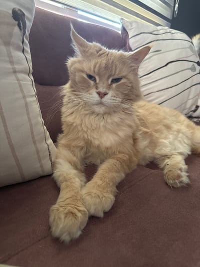 A fluffy, ginger-colored cat is resting on a brown couch, with its body stretched out and paws crossed. The cat's face is turned towards the camera, and it appears to be relaxed. Behind the cat, a striped pillow is visible. The background shows a window with blinds, suggesting an indoor setting during the daytime. The cat's fur is long and appears soft, and its eyes are partially closed, giving it a sleepy or content expression. The lighting suggests it's daytime, possibly late morning or afternoon. No text is visible in the image. The overall scene is peaceful and domestic.