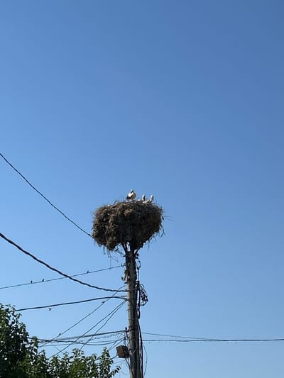 A large, untidy nest constructed from twigs and straw rests atop a utility pole in Aheloy, Bulgaria. Several storks are visible within the nest, with one standing prominently and others partially obscured. The pole is adorned with a tangled web of electrical wires and cables, contributing to a cluttered appearance. In the foreground, the lush green foliage of trees frames the base of the scene. The sky above is a clear, uninterrupted expanse of blue, suggesting fair weather. The image is taken from a low angle, looking upwards towards the nest and the sky.