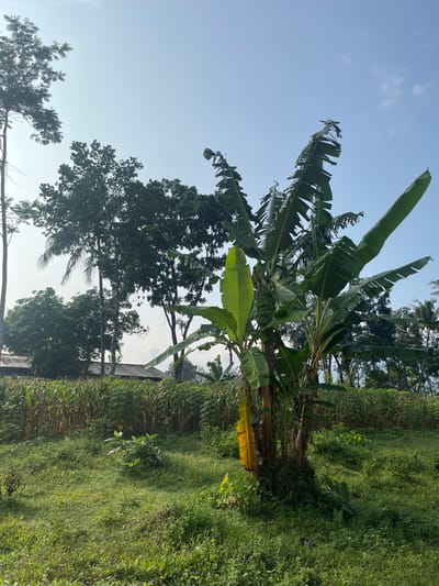 The image captures a rural landscape on a clear, bright day. In the foreground, lush green grass covers a slightly undulating terrain, with some scattered smaller plants. A prominent banana tree stands in the middle ground, its large green leaves fanning out, with a bunch of unripe bananas visible. To the left of the banana tree, a mature cornfield stretches across the scene, with its stalks reaching a considerable height. Behind the cornfield, a cluster of trees forms a dense green backdrop. In the distance, two buildings with corrugated roofs are partially visible, suggesting a small settlement. The sky is a pale blue, with a few faint clouds. The overall impression is one of a natural, agricultural environment. The location is identified as Meteseh, Indonesia.