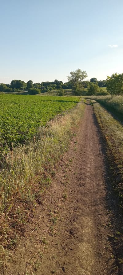 The image depicts a rural landscape with a dirt path curving through a field of green crops and tall grass. The sky is clear and blue, with a few wispy clouds. In the background, a line of trees and rolling hills completes the scene. The path appears to be a natural one, possibly a trail for walking or driving, and shows signs of tire tracks. The crops are dense and uniform, suggesting they are a cultivated plant. The time of day appears to be either early morning or late afternoon, due to the soft, directional lighting. This scene is located in the village of Perekip, Ukraine.