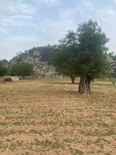 The image shows a landscape in what is likely a rural area near Gambar, Nigeria. The foreground is dominated by a field of dry, brown earth with sparse patches of green vegetation and dry stalks. A large tree with a wide, gnarled trunk and dense green foliage stands prominently in the field. In the background, a rocky cliff face rises, with sparse vegetation clinging to the rocks. The sky above is overcast with light, streaky clouds. The scene appears to be relatively barren, with no immediate signs of human activity visible in the frame.