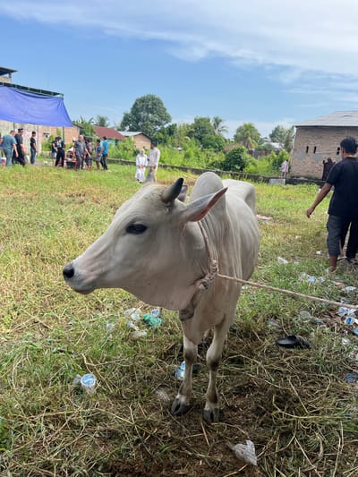 In Paya Geli, Indonesia, the scene features a light-colored bull lying in a grassy field amidst scattered plastic waste. A rope is tied around its neck. Several people are visible in the background, some standing near a blue tarp. A building is also present in the background. The sky is partly cloudy.