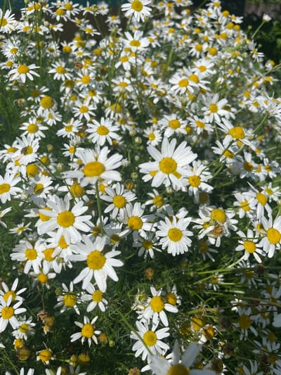 This image is a close-up, overhead view of a dense field of white daisies with yellow centers, likely in the city of Mal'tsevo, Russia. The flowers are in various stages of bloom, with some fully open and others still developing buds. Numerous green stems and leaves create a lush background. A few small insects, possibly bees or flies, are visible on some of the flowers, suggesting pollination activity. The overall lighting suggests it is daytime, with bright sunlight illuminating the scene and casting soft shadows. The focus is primarily on the flowers, with some areas of the image being slightly blurred due to depth of field.