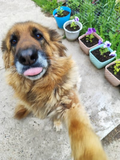 A medium-sized dog with brown and tan fur is captured in a close-up, selfie-style shot. The dog's tongue is sticking out, and its eyes are looking directly at the camera. In the background, there are several potted plants with small purple and white flowers, as well as lush green foliage and a metal fence. The ground appears to be a concrete or paved surface. The overall scene suggests an outdoor setting, possibly a garden or yard in a residential area. The image is not specific to the city of Ust-Kuda, Russia.