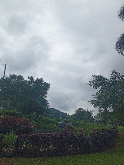 A cloudy sky fills the majority of the frame above a landscape abundant with greenery. Trees with dense foliage flank either side. A waterfall trickles down a hill visible in the center. Red-leaved bushes in the foreground lead down to a patch of green grass. An electrical pole is seen to the left.