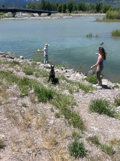 An outdoor scene depicts two individuals, a black dog, and a wide, light blue-green river under a clear sky. The location is consistent with the Snake River, likely near the Snake River Bridge south of Jackson, Wyoming, United States.

In the background, a dark, multi-span truss bridge with concrete piers crosses the river; a white vehicle is visible on its roadway. Distant riverbanks and hills are densely covered with green trees.

On the left, a person, appearing male, wears a light-colored t-shirt, light pants, and a light-colored wide-brimmed hat. They stand in the shallow river near the rocky bank, holding a bright yellow object extended in their left hand.

On the right, a person, appearing female, wears a blue athletic tank top, light brown athletic leggings, and sunglasses. She stands on the rocky bank, pointing with her extended right arm and index finger towards a small, dark, oblong object partially submerged in the river to her left. Her dark hair is slightly wind-blown.

Between the two individuals, on the rocky bank, a black dog with a pink/red collar stands, facing towards the water and the person in the river. The ground in the foreground and along the bank consists of small grey and brown gravel and rocks, interspersed with sparse tufts of green and dry grass. Patches of green vegetation are visible within the river.