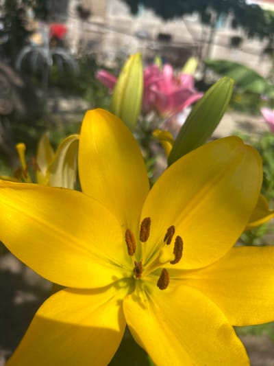 The image is a close-up of a bright yellow lily in bloom, with its petals facing the camera. The stamen and pistil are visible in the center of the flower. In the background, out of focus, are other flowers, including pink lilies, and some greenery. The scene appears to be outdoors in a garden setting. There is no discernible information about the location being Belo pole, Bulgaria, as the image itself does not contain any visual cues to suggest a specific city or country. The image does not depict any people or actions.