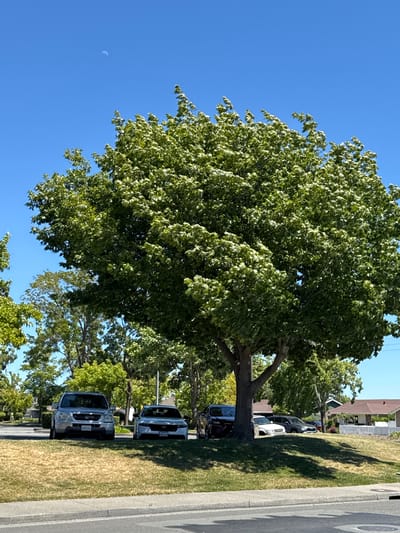 The image shows a daytime outdoor scene with a large, leafy green tree in the foreground, casting a shadow on the dry, yellowing grass below. Several cars are parked on the grass and on a paved area to the left of the tree. The sky is clear and blue, with a small crescent moon visible near the top. In the background, there are more trees, houses, and a white picket fence. The scene appears to be in a residential area. Based on the presence of a white Honda Odyssey with California license plates visible and a generally sunny, dry climate, it is plausible that this scene is in Novato, California, USA.